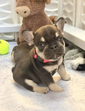 Französische Bulldoggenwelpen zu verkaufen