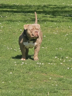 Deckrüde American Bully mit Abkc Papier Bild 2