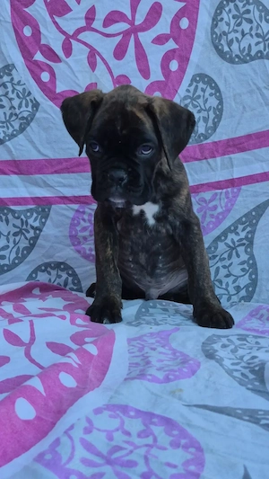 Deutsche Boxerwelpen