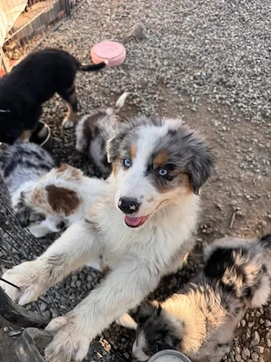 Blue Merle Australian Shepherd weiblich