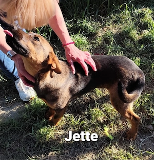 Jette ist ein Juwel und zuckersüß *in einer Pflegestelle* Bild 7