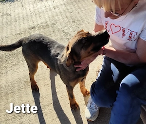 Jette ist ein Juwel und zuckersüß *in einer Pflegestelle* Bild 6