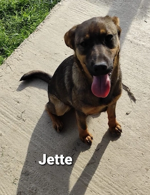 Jette ist ein Juwel und zuckersüß *in einer Pflegestelle*