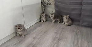 Britisch Kurzhaar Kitten