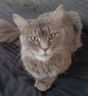 Maine coon Katze sucht neuen Wirkungskreis 