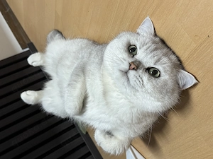 Simba sucht sein neues Zuhause 