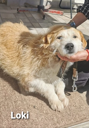 Das süße Strubbelmädchen Loki sucht ihre Menschen *in einer Pflegestelle*