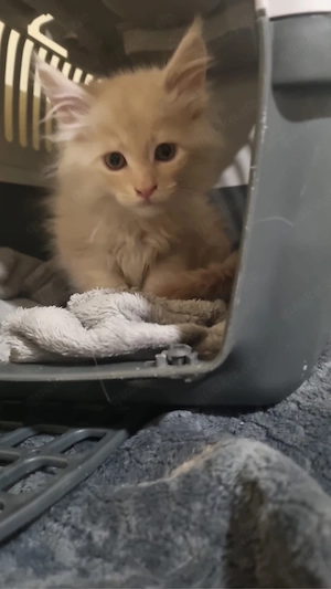 Maine Coon Reinrassig mit Stammbaum  Bild 3