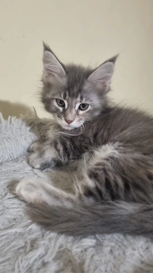 Maine Coon Reinrassig mit Stammbaum 