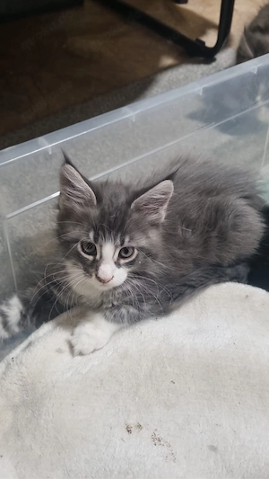 Maine Coon Reinrassig mit Stammbaum  Bild 2