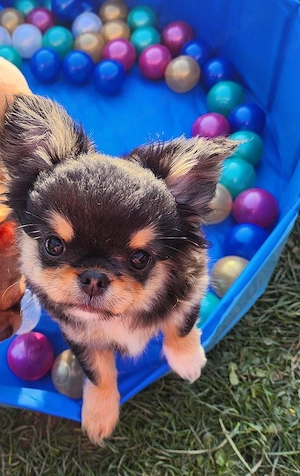 Reinrassiges Chihuahua Mädchen Welpe mit Ahnentafel