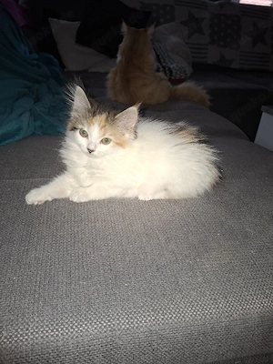 Kitten Maine Coon   Britisch Langhaar  Bild 6