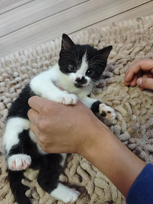 Main Coon Perser Mix Weibchen 
