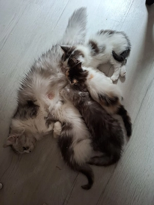 Kitten Maine Coon   Britisch Langhaar  Bild 4