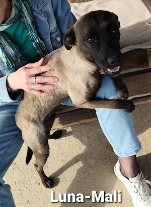 Luna sieht aus wie eine Mini Mallinois und ist noch etwas schüchtern *in einer Pflegestelle*