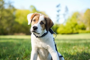 Alfred in Berlin sucht sein Zuhause
