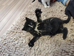 Maine Coon Perser Mix weiblich 