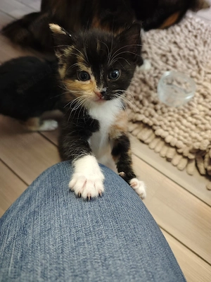 Maine Coon Perser Mix weiblich 