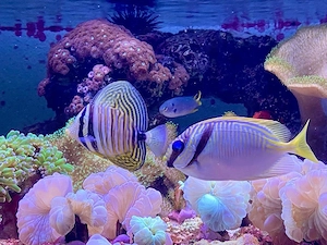 Meerwasseraquaristik Bodensee  Bild 3