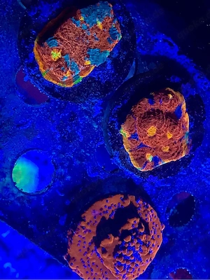 Meerwasseraquaristik Bodensee  Bild 5