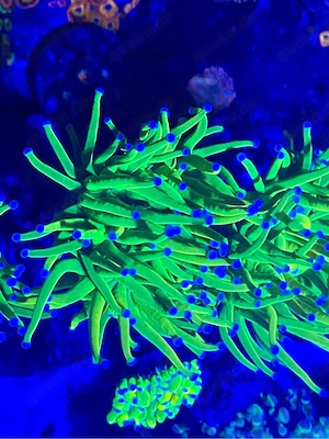 Meerwasseraquaristik Bodensee  Bild 4