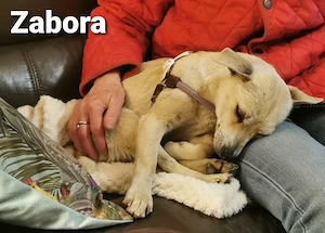 Die zierliche Zabora möchte den ganzen Tag schmusen *noch in Kroatien*