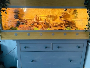 leopardgecko terrarium zubehör 