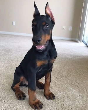 Dobermann Welpen zu verkaufen Bild 2