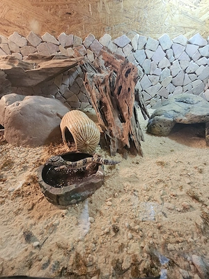 leopardgeckos