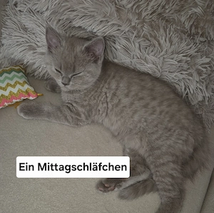 Zuckersüßes lilac farbendes BKH Mädchen 