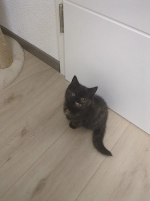 Bkh katze 10.woche