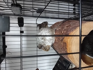 verkaufe 5 Degu Männchen 