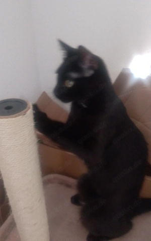 Katzen verkaufen 2 Stück