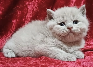 Bkh blh Kitten mit dem Stammbaum