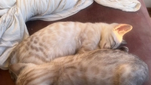 Wunderschöne Bengalkitten brown snow