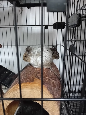 verkaufe 5 Degu Männchen 