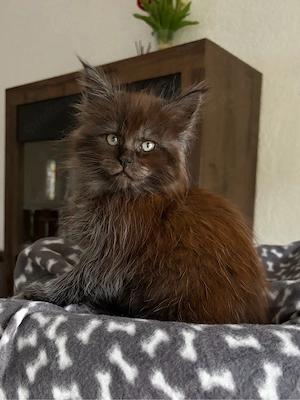Maine Coon Mädels