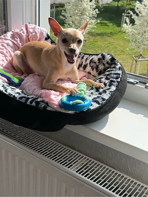 Pinscher pomeranian mix weibchen 7 monate 