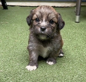 havanese malteser welpen 