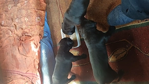 Cane Corso x Bullmastiff Welpen