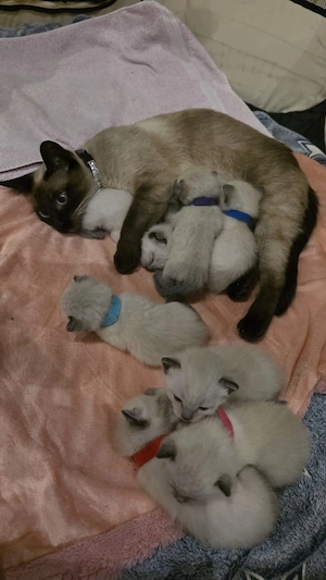 Siam Kitten (geboren 15.4.2026)