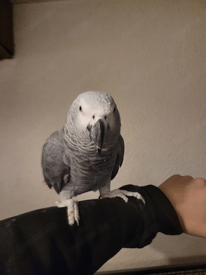 Graupapagei charli handzahm