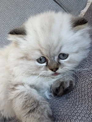 Persian Kater
