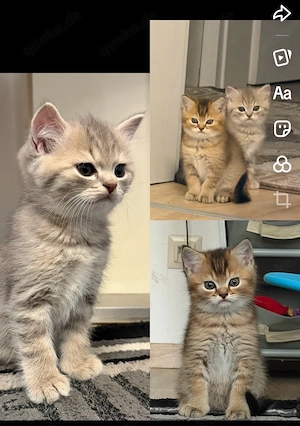 süße kitten suchen ein loiebvolles zuhause 