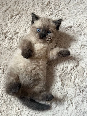 bkh katzen 
