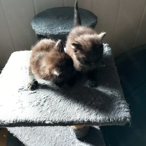 Schwartz weiser EKH Kater.