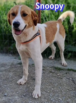 Snoopy, 04 25 - verspielter Junghund sucht Familie