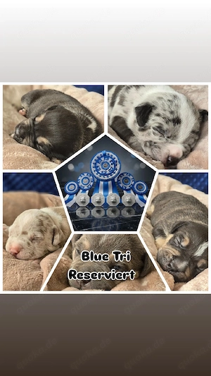 American Bully Welpen ABKC registriert | Top Abstammung