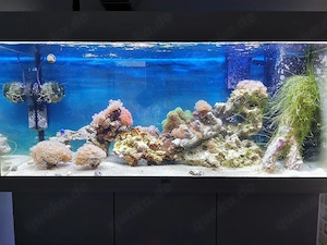 Meerwasser Aquarium komplett