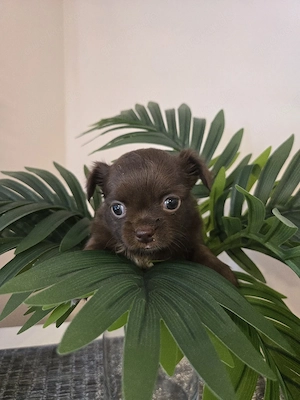 chihuahua hündin langhaar  Bild 3
